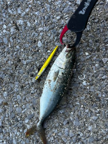 ワカシの釣果