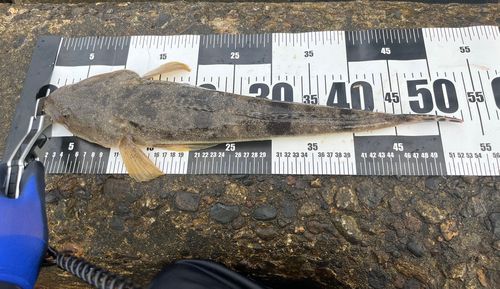 マゴチの釣果