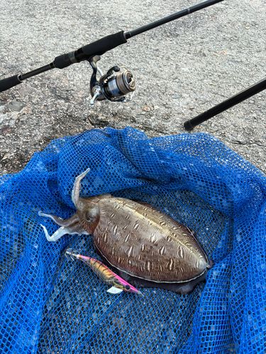 コウイカの釣果