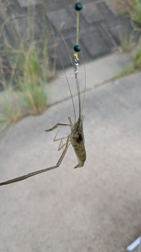 テナガエビの釣果