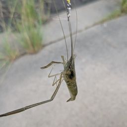 テナガエビ
