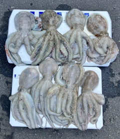 マダコの釣果