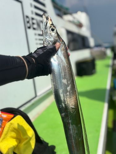 タチウオの釣果