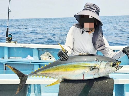 キハダマグロの釣果