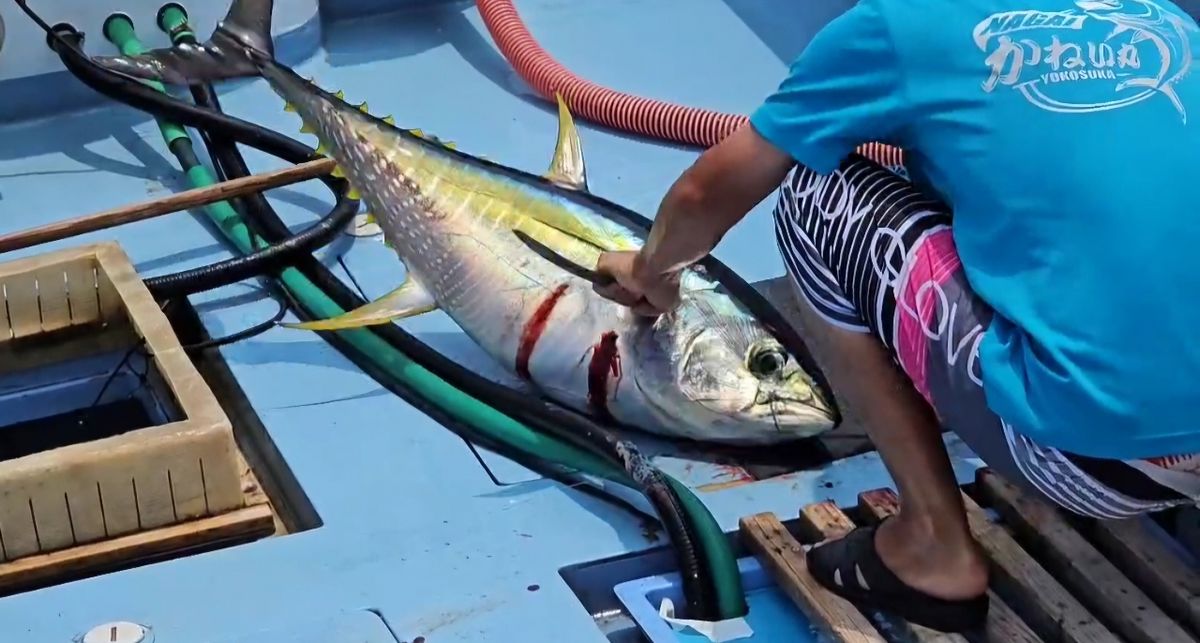 釣具は安いので十分さんの釣果 2枚目の画像