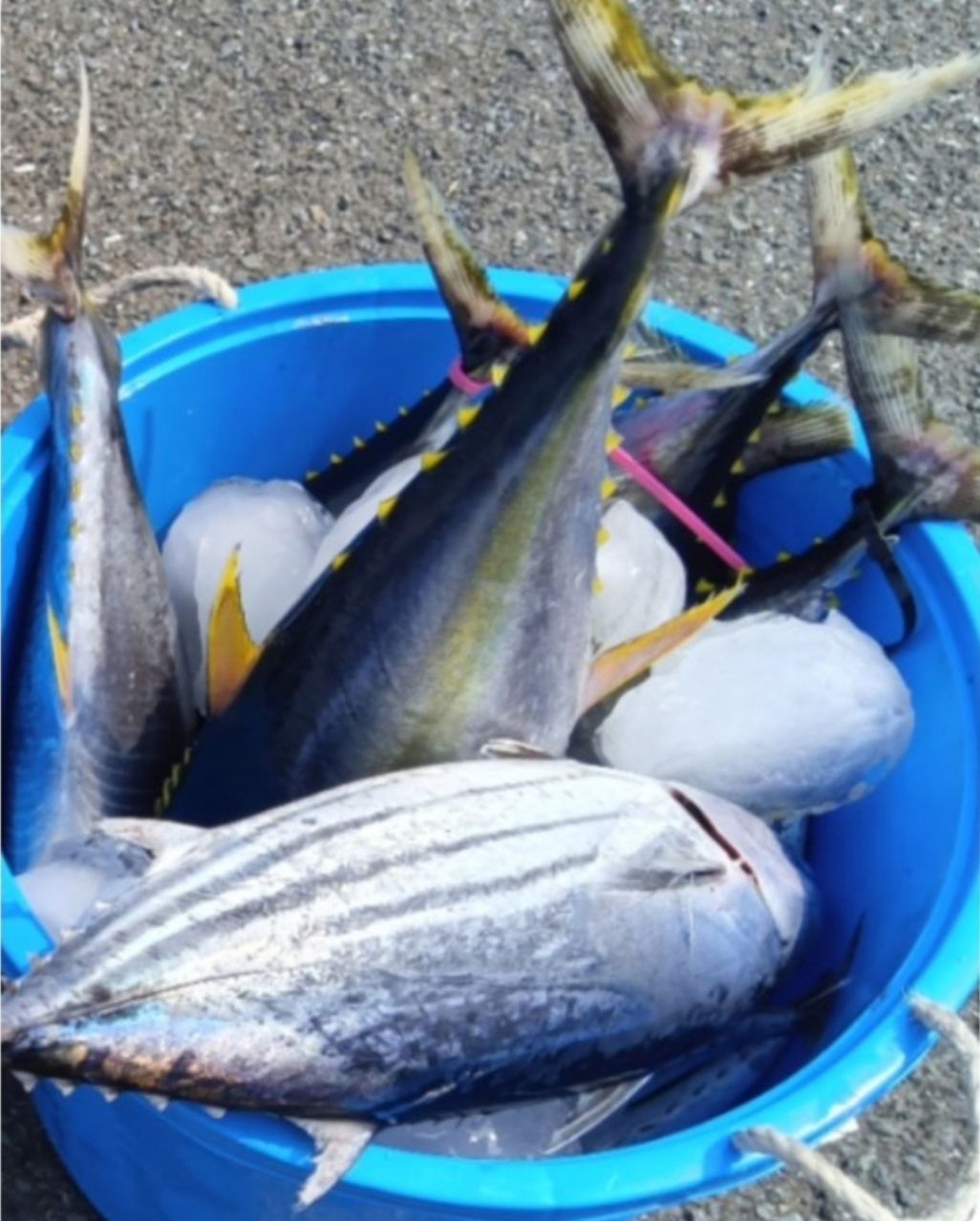 釣具は安いので十分さんの釣果 3枚目の画像