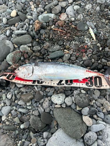 釣果