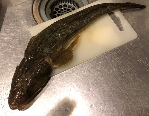 マゴチの釣果