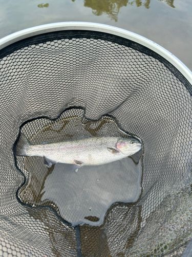 釣果