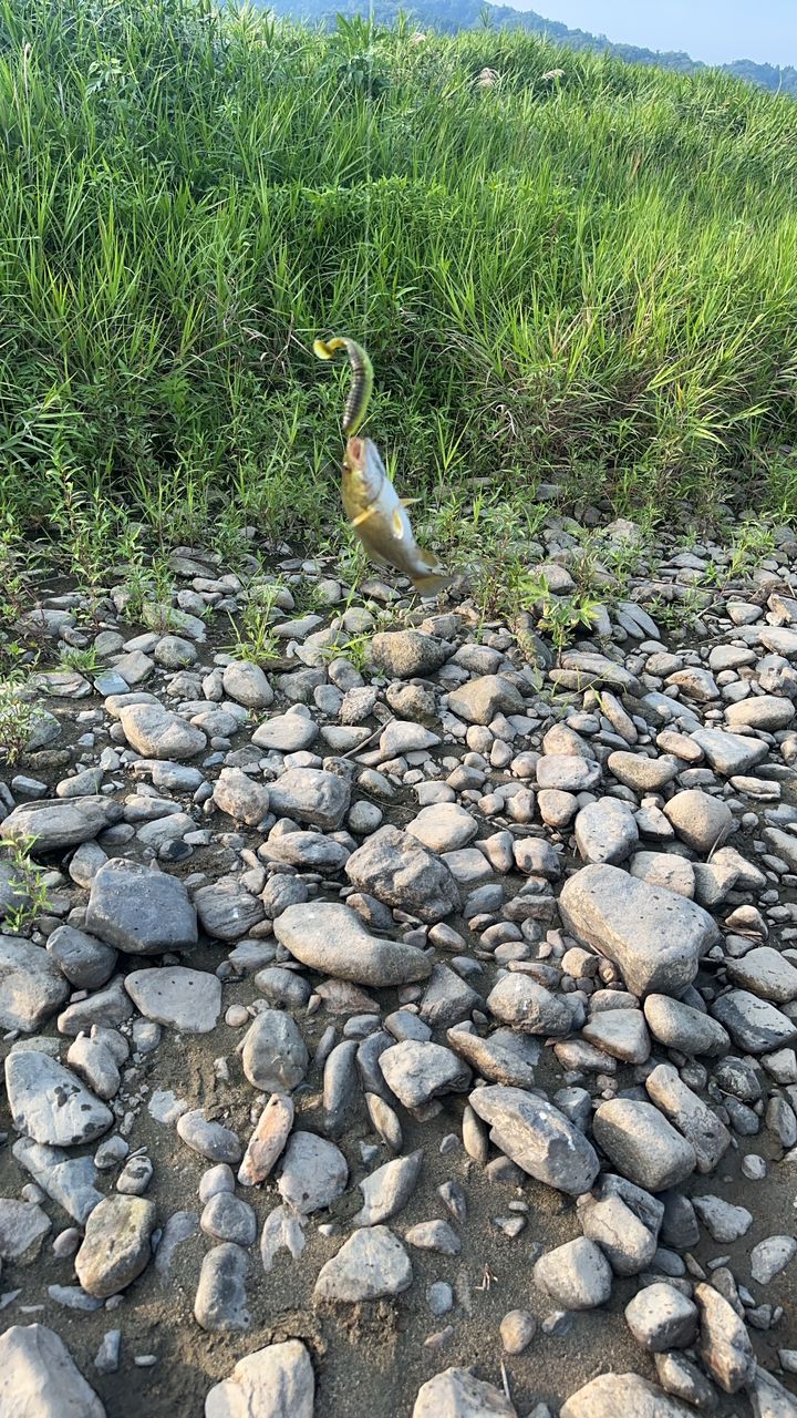 スモールマウスバス