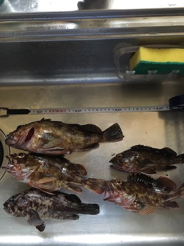 クロソイの釣果