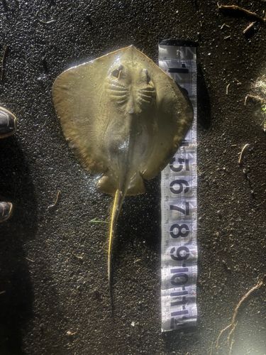 アカエイの釣果
