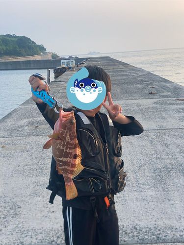 アコウの釣果