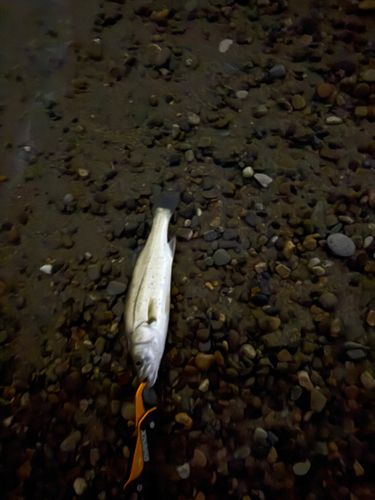スズキの釣果