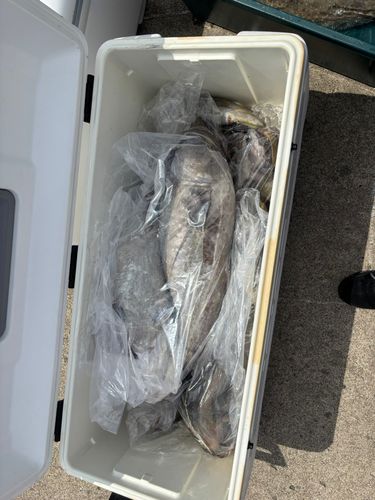 タラの釣果