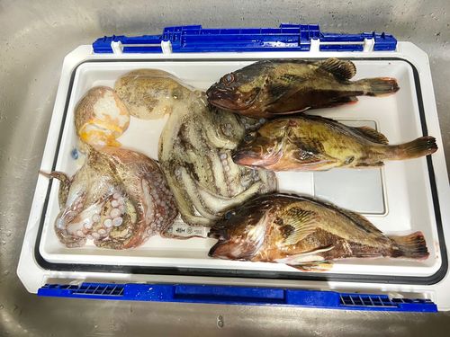 タコの釣果
