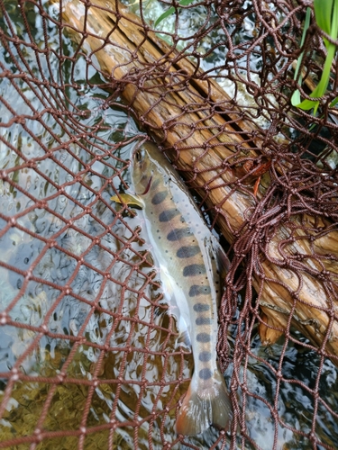 ヤマメの釣果