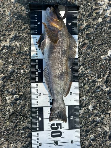 アイナメの釣果