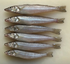 キスの釣果