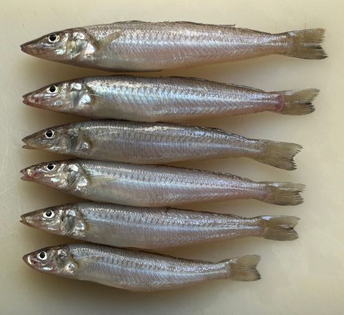 キスの釣果