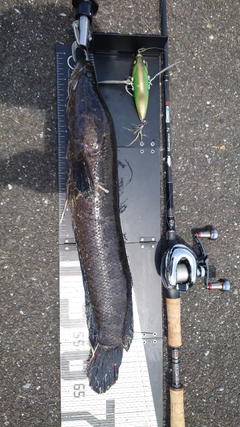 ライギョの釣果