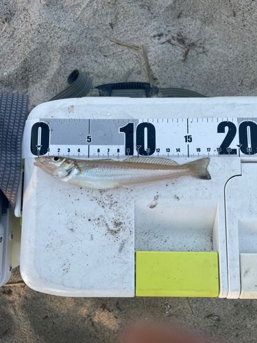 シロギスの釣果