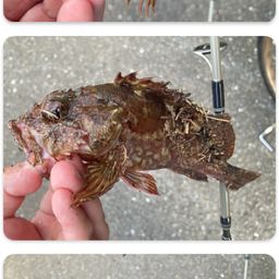 カサゴ