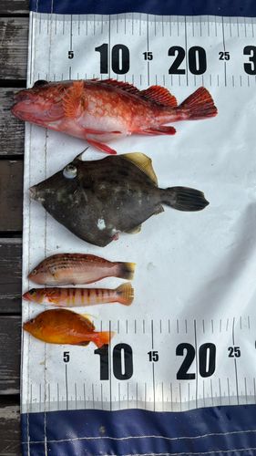 カサゴの釣果