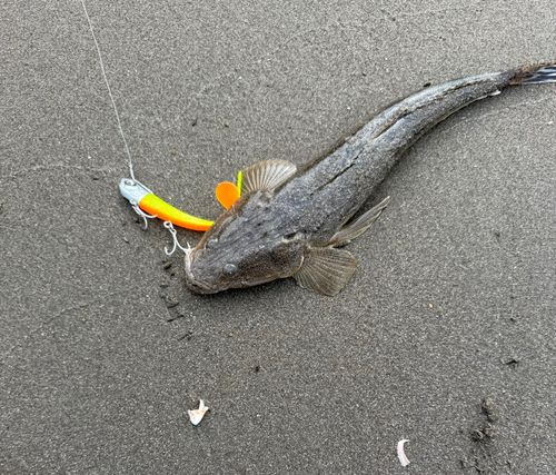 マゴチの釣果