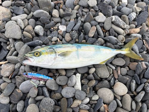 ワカシの釣果