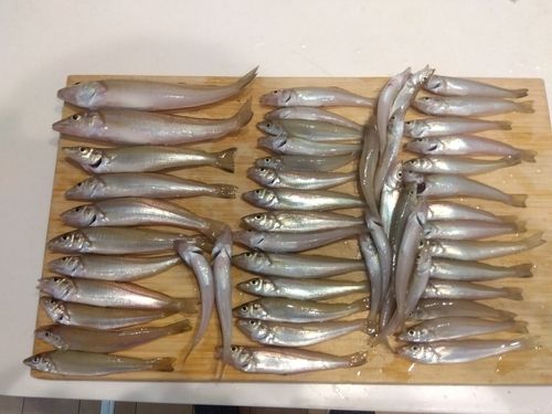 キスの釣果