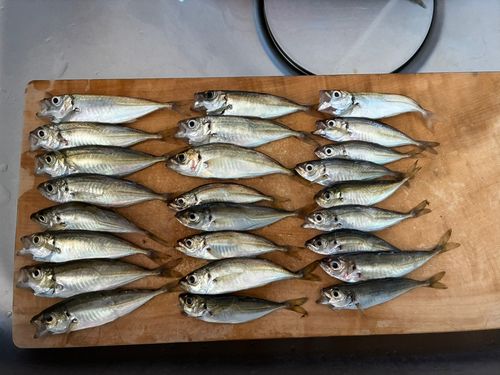 アジの釣果