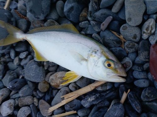 ショゴの釣果