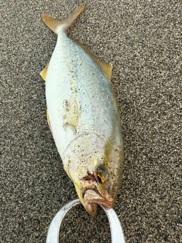 ショゴの釣果