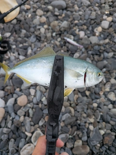 ワカシの釣果