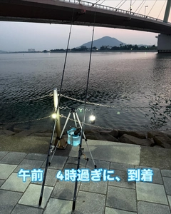 キスの釣果
