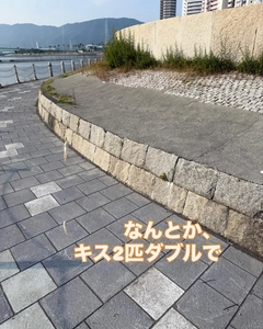 キスの釣果