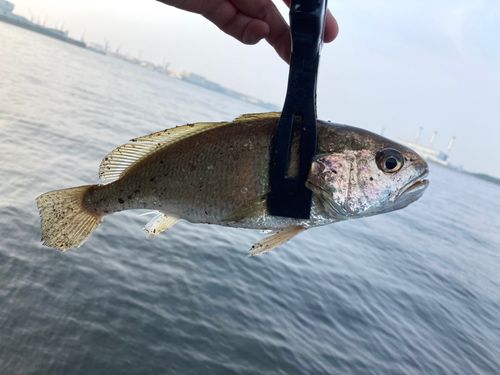イシモチの釣果