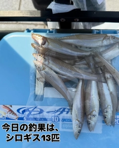 キスの釣果