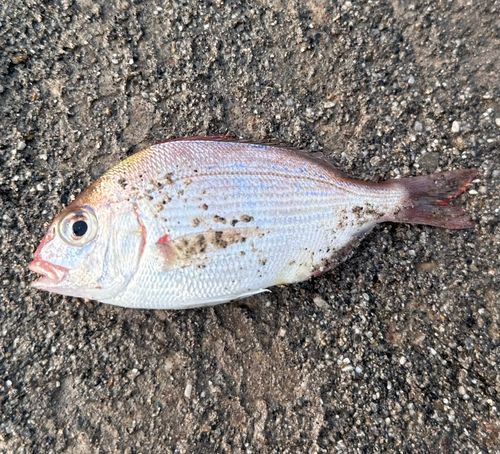 チャリコの釣果