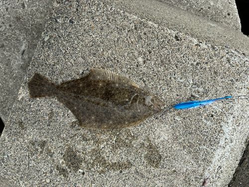 ソゲの釣果