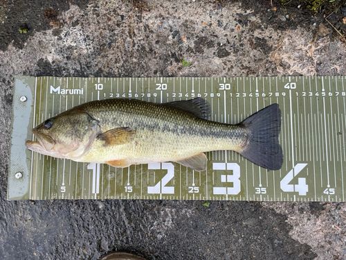 ラージマウスバスの釣果