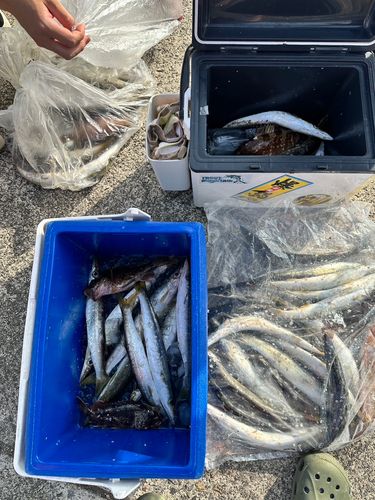 カマスの釣果