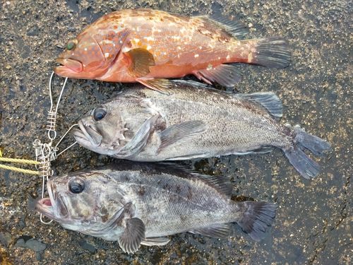 キジハタの釣果