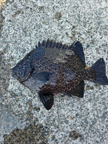 イシガキダイの釣果