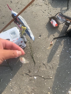 キスの釣果