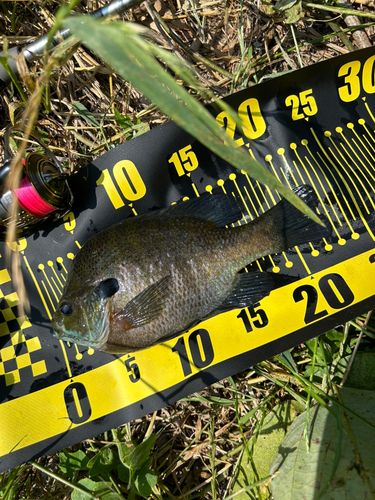 ブルーギルの釣果
