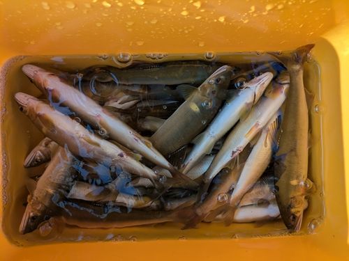 アユの釣果