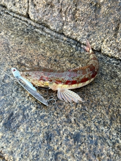 ホシノエソの釣果