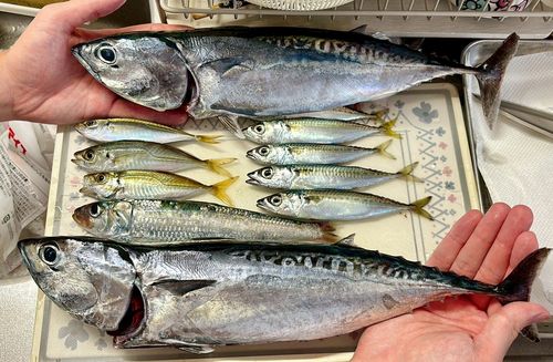 ソウダガツオの釣果